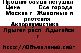 Продаю самца петушка › Цена ­ 700 - Все города, Москва г. Животные и растения » Аквариумистика   . Адыгея респ.,Адыгейск г.